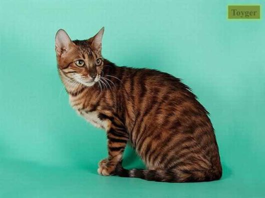 The Various Types Of Cat Breeds