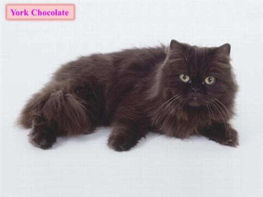 The Various Types Of Cat Breeds