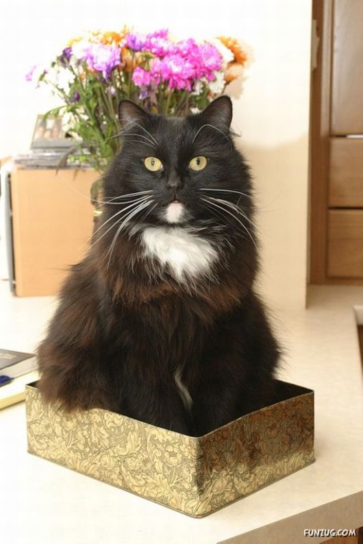 Cats Can Be Found Anywhere