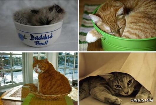 Cats Can Be Found Anywhere