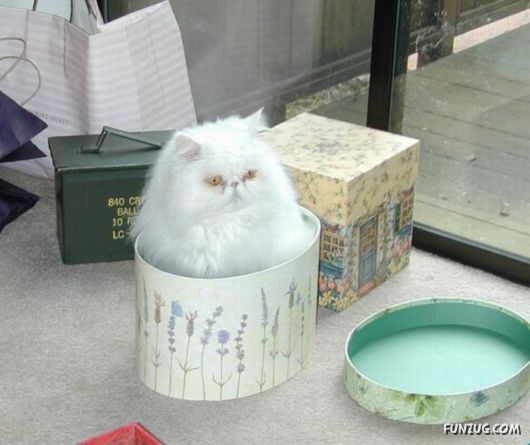 Cats Can Be Found Anywhere