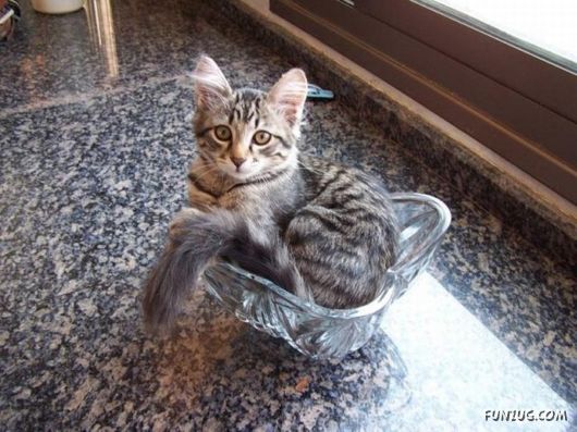 Cats Can Be Found Anywhere