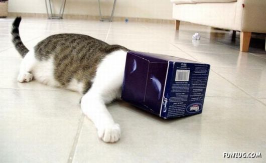 Cats Can Be Found Anywhere