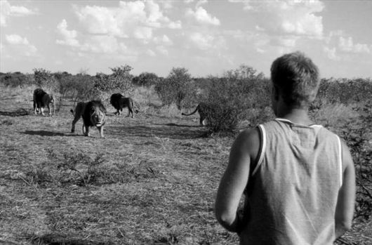 Close Encounters Of The Lion Kind