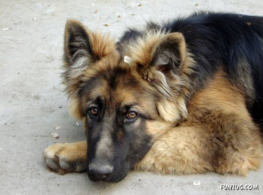 Very Cute Dogs For Pets Lovers