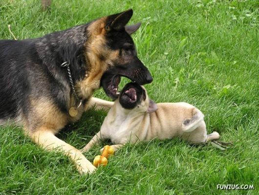 Very Cute Dogs For Pets Lovers