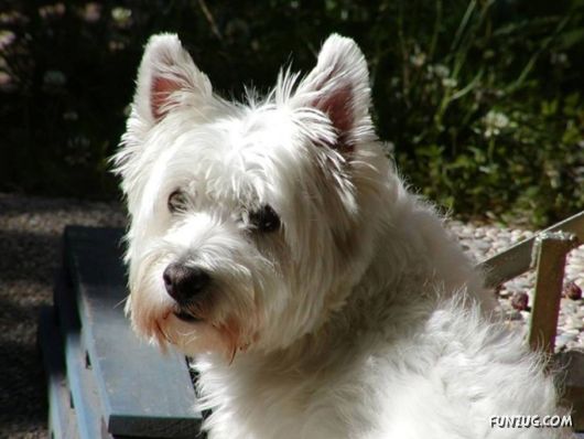 Very Cute Dogs For Pets Lovers