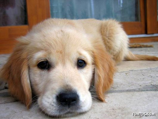 Very Cute Dogs For Pets Lovers