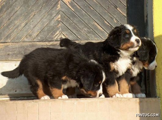 Very Cute Dogs For Pets Lovers