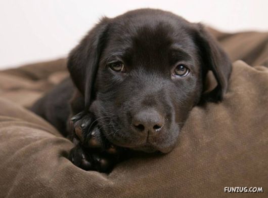 Very Cute Dogs For Pets Lovers