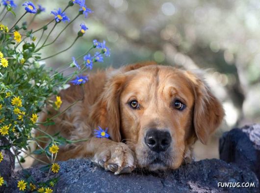 Very Cute Dogs For Pets Lovers