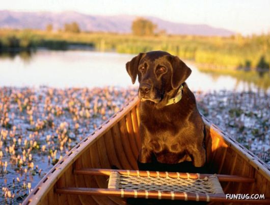 Very Cute Dogs For Pets Lovers