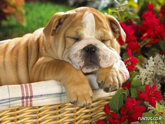 Very Cute Dogs For Pets Lovers