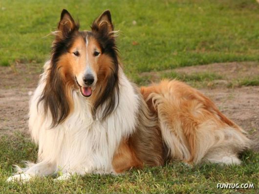 Very Cute Dogs For Pets Lovers