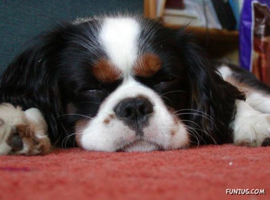 Very Cute Dogs For Pets Lovers