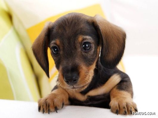 Very Cute Dogs For Pets Lovers