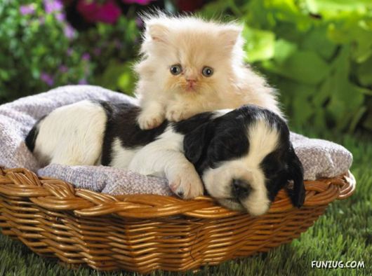 Very Cute Dogs For Pets Lovers