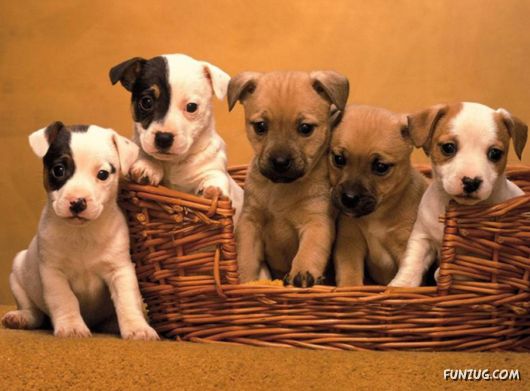 Very Cute Dogs For Pets Lovers
