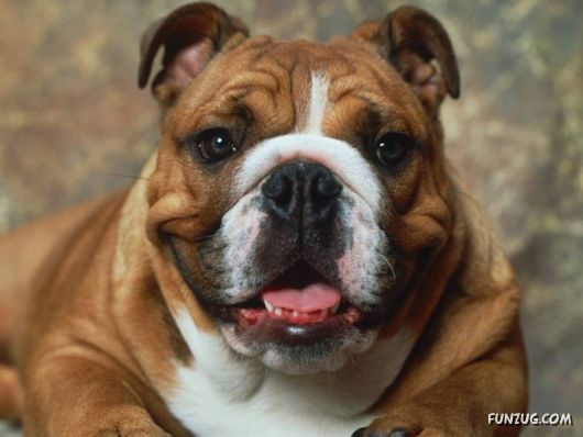 Very Cute Dogs For Pets Lovers