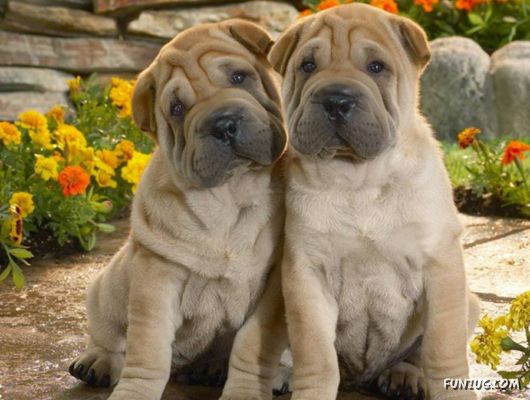 Very Cute Dogs For Pets Lovers