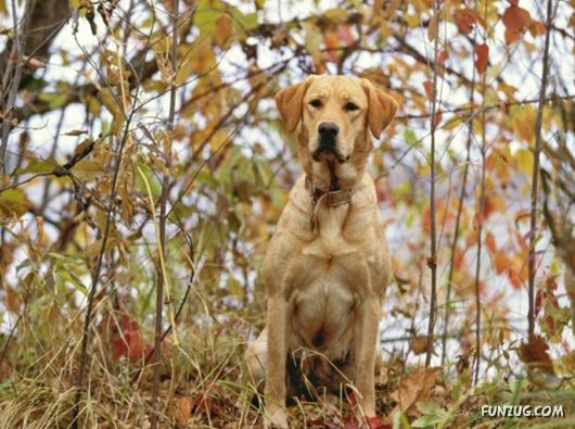 Very Cute Dogs For Pets Lovers