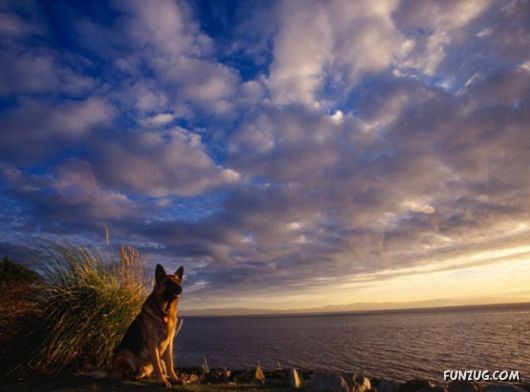 Very Cute Dogs For Pets Lovers