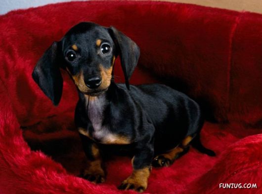 Very Cute Dogs For Pets Lovers