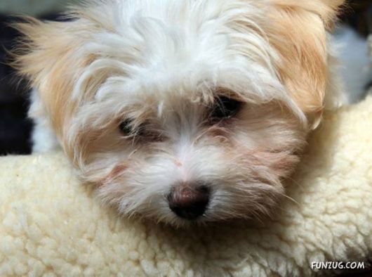 Very Cute Dogs For Pets Lovers