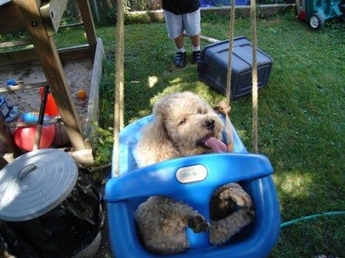 Cute Dogs On The Swings