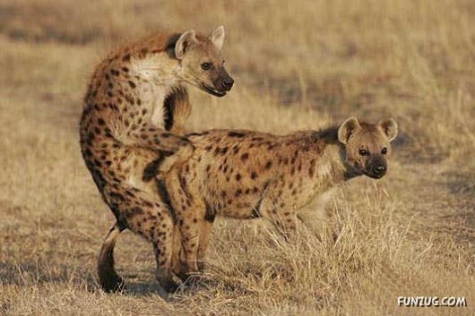 Freaks of The Nature