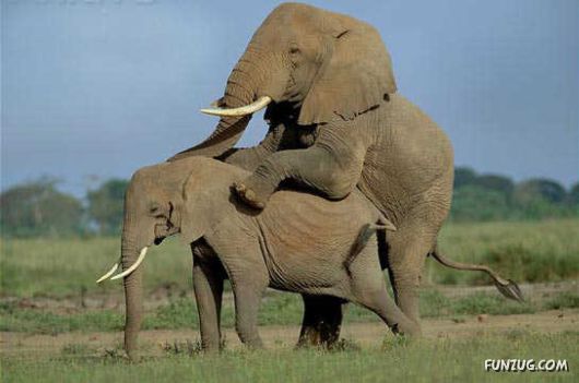 Freaks of The Nature