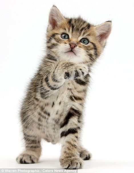 Adorable Pictures Of Tiny Kittens, Cuddly Puppies, Fluffy Ducklings