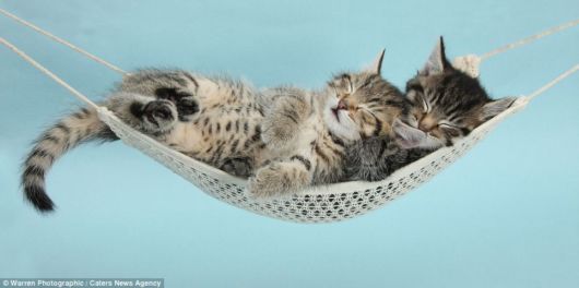 Adorable Pictures Of Tiny Kittens, Cuddly Puppies, Fluffy Ducklings