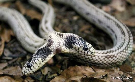 Amazing Mutant Animals