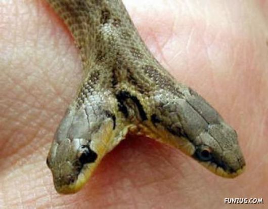 Amazing Mutant Animals