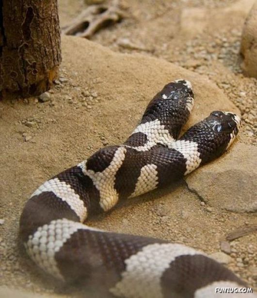 Amazing Mutant Animals