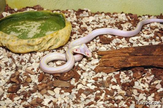 Amazing Mutant Animals