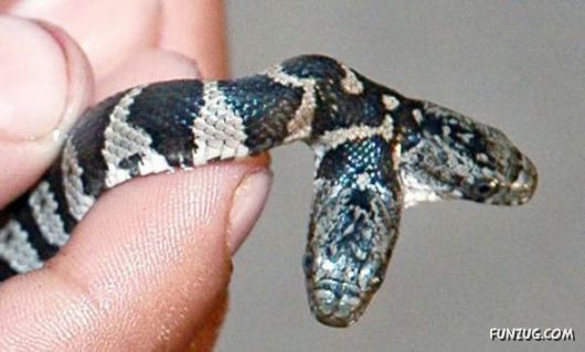 Amazing Mutant Animals