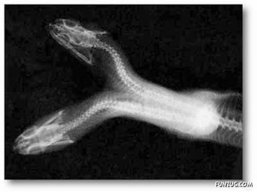 Amazing Mutant Animals