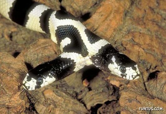 Amazing Mutant Animals