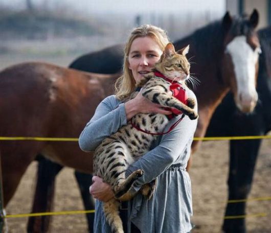 Trouble - The Worlds Longest Cat