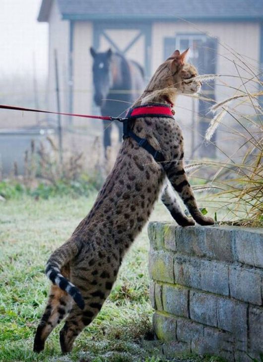 Trouble - The Worlds Longest Cat